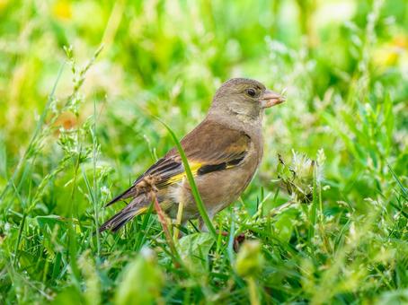 A greenfinch walking through the grass, JPG