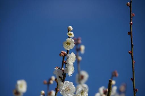 枝先の蕾 枝先の蕾の写真