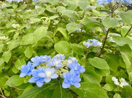 紫陽花 紫陽花の写真