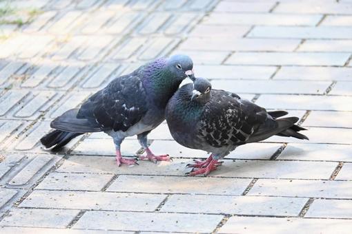 仲睦まじいハト夫婦(目開けてるver) 仲睦まじいハト夫婦(目開けてるver) ハト,仲良し,毛づくろいの写真素材