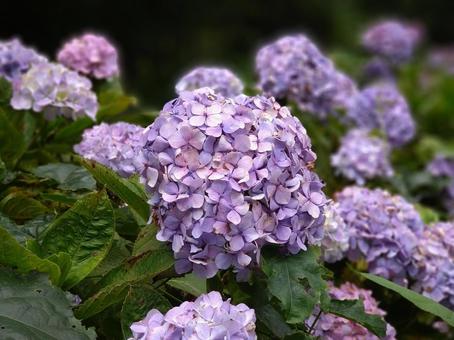 Photo, hydrangea, flower, purple, 