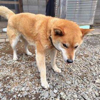 柴犬 柴犬 犬,わんこ,動物の写真素材