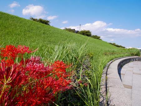 彼岸花と公園 彼岸花と公園 彼岸花,ヒガンバナ,草の写真素材