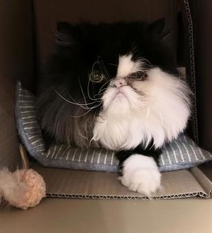 ネコ60 - 隠れてるつもり ネコ60 - 隠れてるつもり ねこ,ネコ,catの写真素材