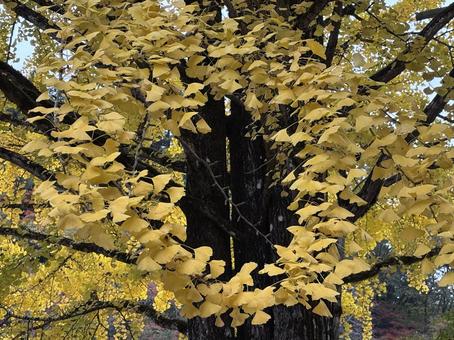 香嵐渓のイチョウ 香嵐渓,名古屋,イチョウの写真素材