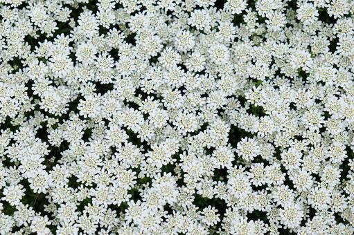 白い花 白い花の写真