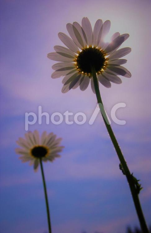 春のマーガレットの花と青空 マーガレット,カモミール,デイジーの写真素材