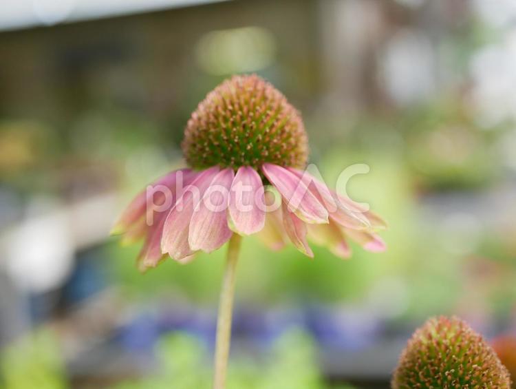 エキナセア エキナセア,花,はなの写真素材