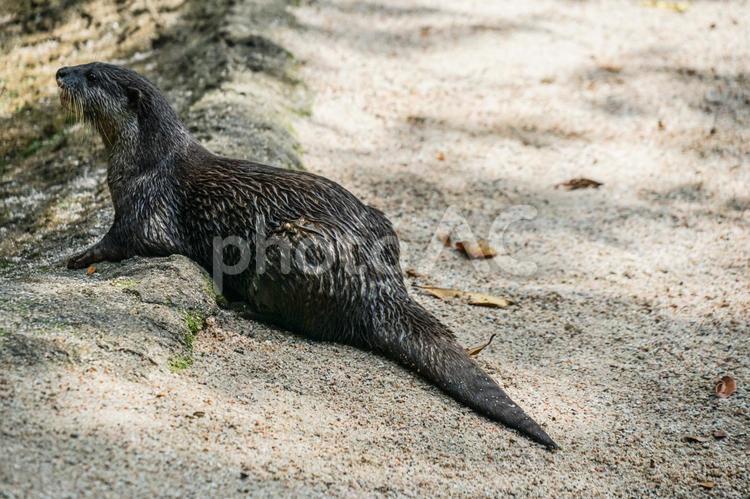 かわいいコツメカワウソのイメージ コツメカワウソ,カワウソ,ツメナシカワウソ属の写真素材