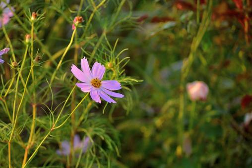 秋桜 花,アキザクラ,秋桜の写真素材