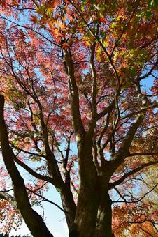 <秋のイメージ>紅葉 <秋のイメージ>紅葉 紅葉,秋,イメージの写真素材