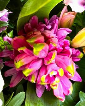 ヒヤシンス開花 ヒヤシンス,アップ,花の写真素材