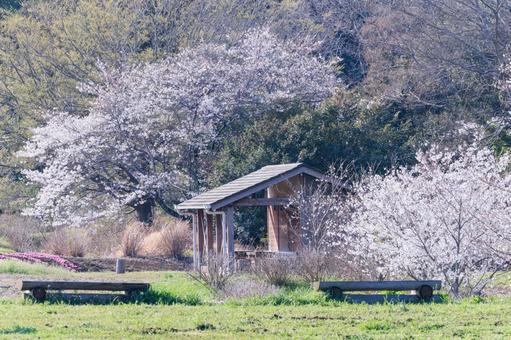 Photo, spring blooming, sakura, spring, 