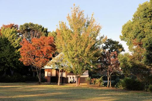 公園の紅葉 紅葉,風景,公園の写真素材