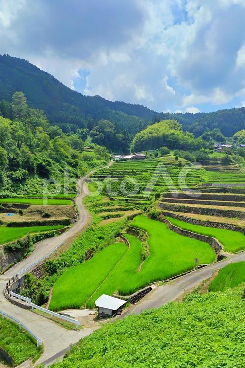 【広島県】棚田百選の井仁の棚田 井仁の棚田,棚田,安芸太田の写真素材