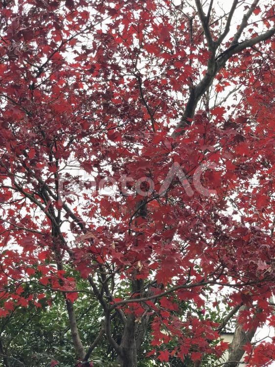 木 オレンジ,冬,木の写真素材