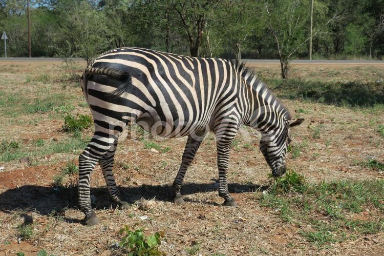 シマウマ　アフリカ シマウマ,アフリカ,サバンナの写真素材