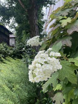 紫陽花 紫陽花の写真