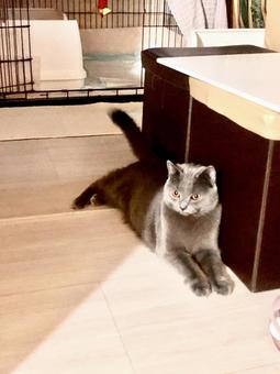 ねこ ねこの写真
