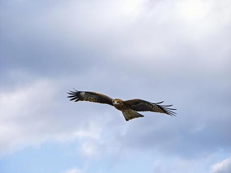 風に乗り大空を悠然と舞う鳶 トビ,鳥,野鳥の写真素材