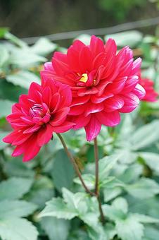 宝塚ダリア園秋　ダリア71　リズモア 宝塚市,宝塚ダリア園,ダリアの写真素材