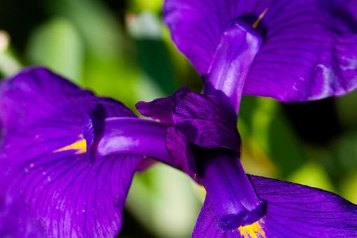 鮮やかな紫の菖蒲 鮮やかな紫の菖蒲 菖蒲,しょうぶ,紫の花の写真素材