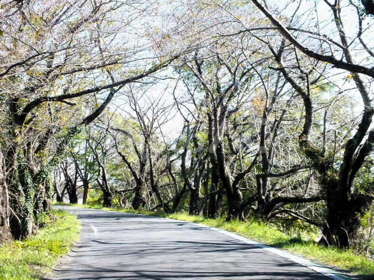 桜並木の秋の風景 桜並木,枝,桜の木の写真素材