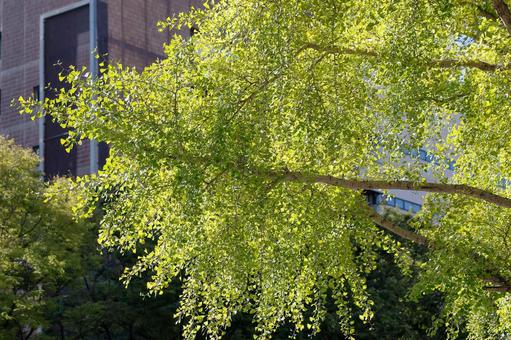 緑の光と自然 緑,木々,葉の写真素材