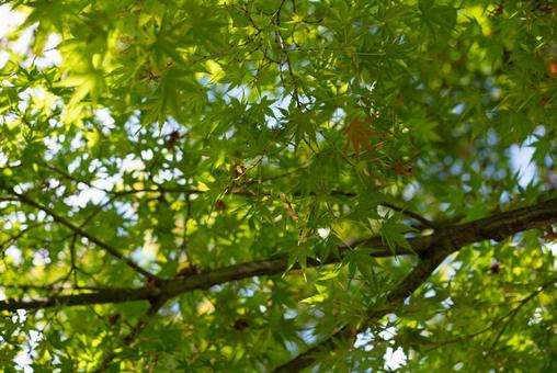 新緑の楓と木漏れ日の輝き 葉,緑,新緑の写真素材