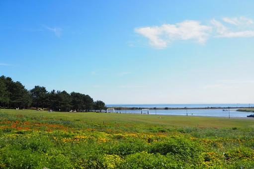 秋の葛西臨海公園・海辺の花壇(江戸川区) 秋の葛西臨海公園・海辺の花壇(江戸川区) 葛西臨海公園,秋,花の写真素材