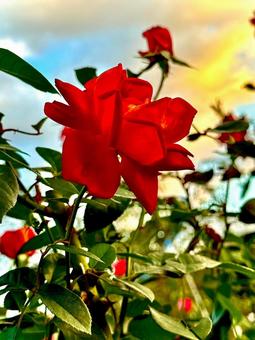 薔薇 薔薇,バラ,バラ園の写真素材