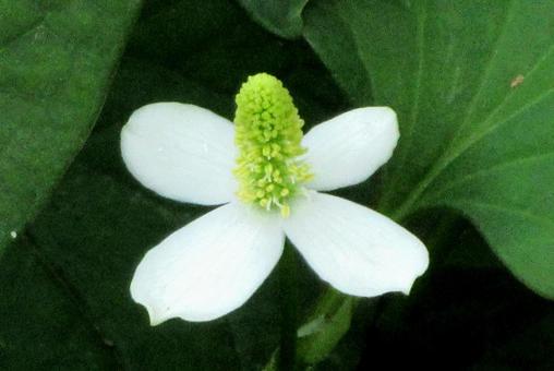 ドクダミの花 ドクダミの花 ドクダミ,白い,花の写真素材
