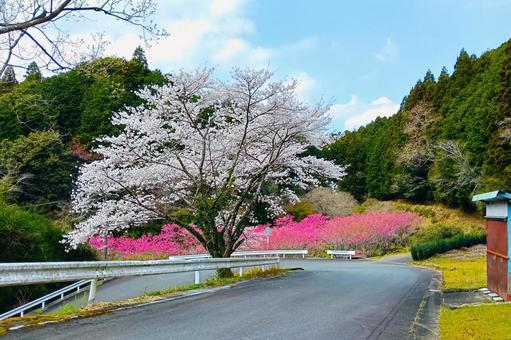 新城の桜 新城の桜 春,桜,景色の写真素材