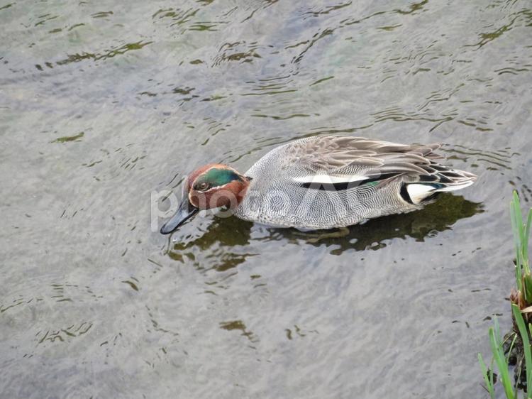 採餌中のハデハデ顔なコガモのオス コガモ,カモ,冬鳥の写真素材
