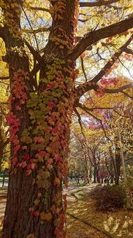 Autumn leaves, foglia, legno, autunno, JPG