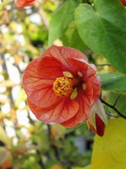 Photo, abtilon, tropical flowers and trees, 2. system varieties, 