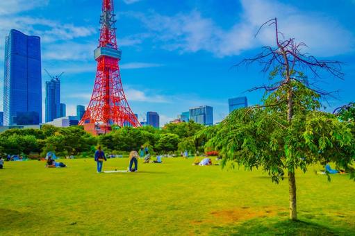 プリンス芝公園から東京タワー プリンス芝公園から東京タワー 東京タワー,芝生,青空の写真素材