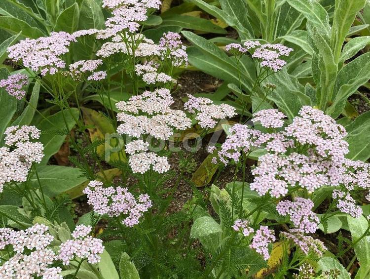 雨の日の自然公園 花,公園,雨の写真素材