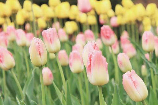 Pink tulips, JPG