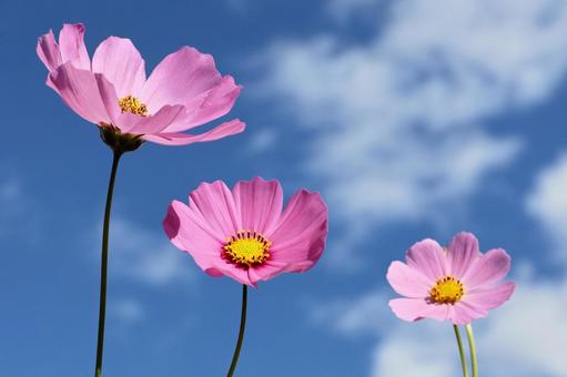 コスモス２９ コスモス,秋,かわいいの写真素材