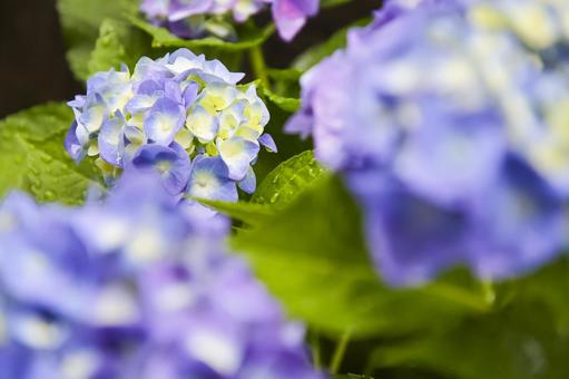 Hydrangea, JPG Hydrangea, JPG