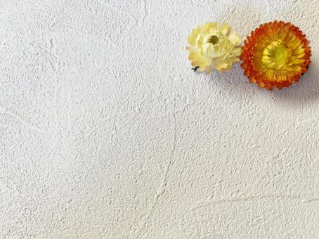 Photo, helichrysum, rustling, background, 