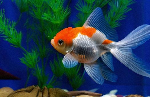 金魚 金魚の写真