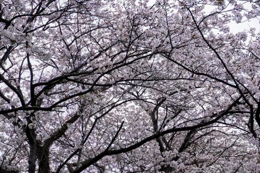 桜の花 曇り空 桜の花 曇り空 桜,春,曇りの写真素材