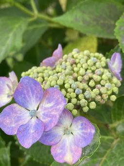 Photo, hydrangea, june, early summer, 