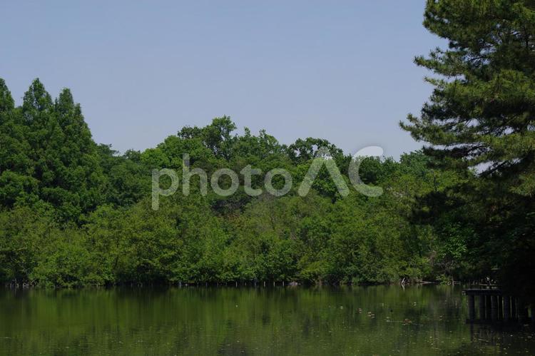 石神井公園の風景 石神井公園,池,風景の写真素材