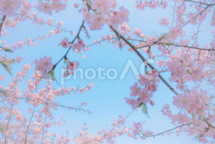 月と桜 桜,さくら,サクラの写真素材