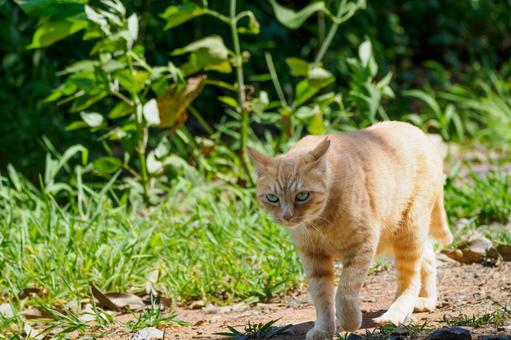 猫(173) 猫(173)の写真