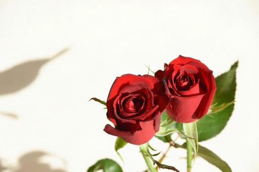 赤い薔薇 赤い薔薇 赤い薔薇,赤,ばらの写真素材