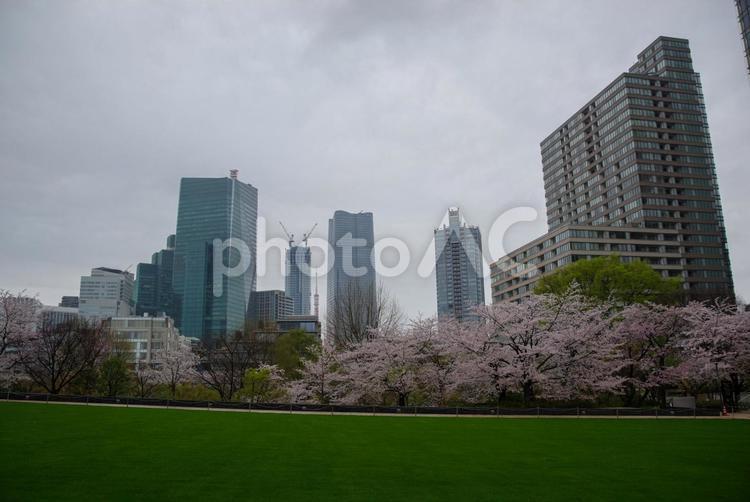 雨の東京ミッドタウンの芝生広場と桜 東京ミッドタウン,檜町公園,緑の写真素材